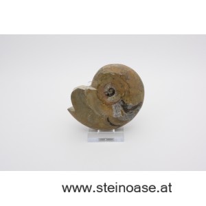 Ammonite  poliert